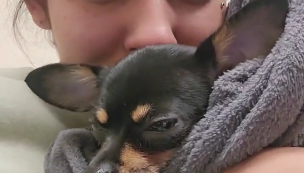 A small black and tan Chihuahua wrapped in a cozy grey blanket, held lovingly by its owner.