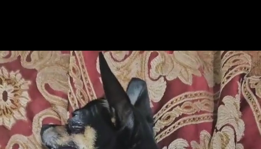 Small black and tan dog lying on a red and gold patterned blanket with large pointed ears.