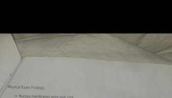Medical document showing physical exam findings stating mucous membranes were pale pink.