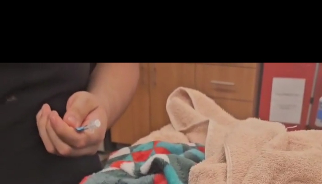 Hands holding a small IV catheter near blankets covering a pet at a vet clinic.
