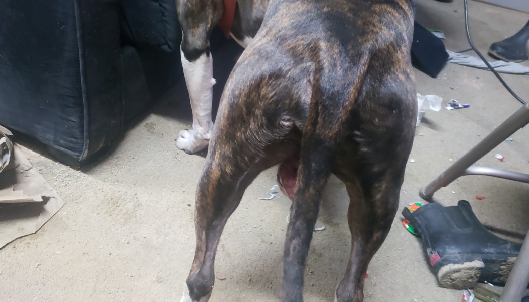 Rear view of a brindle dog showing a large red swollen mass hanging beneath its tail.