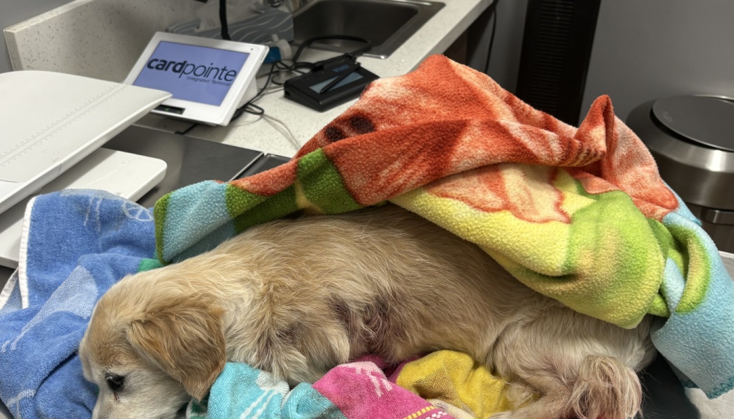 Coyote Attack Vet Bill