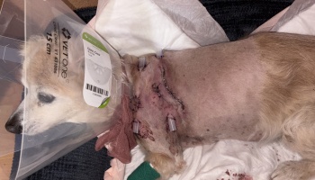 A small dog wearing a clear cone rests with surgical staples and medical drains visible on its shaved body.