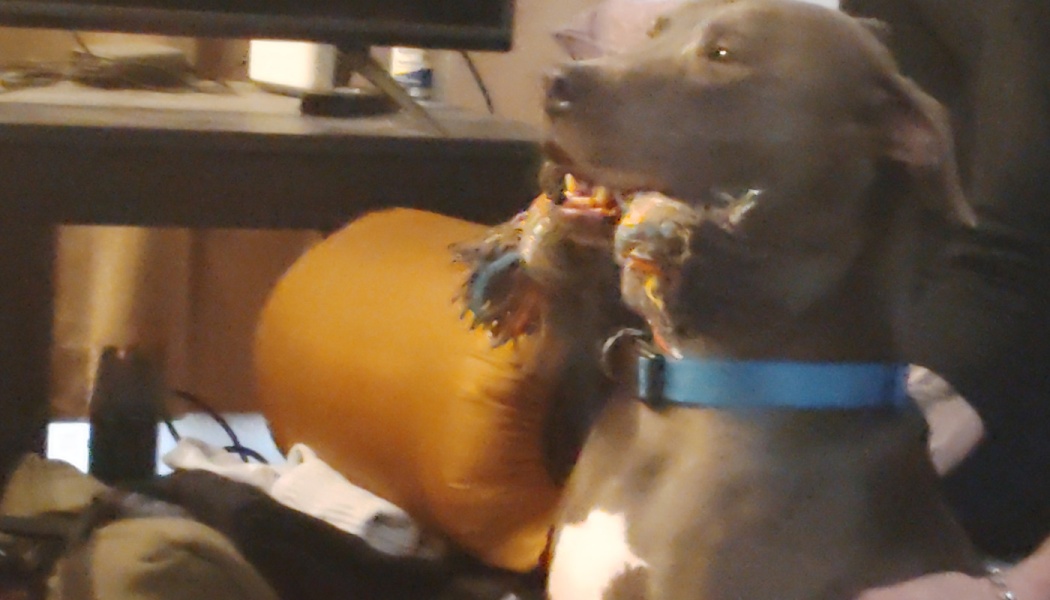 A grey pit bull wearing a blue collar happily holds a colorful rope toy in its mouth.