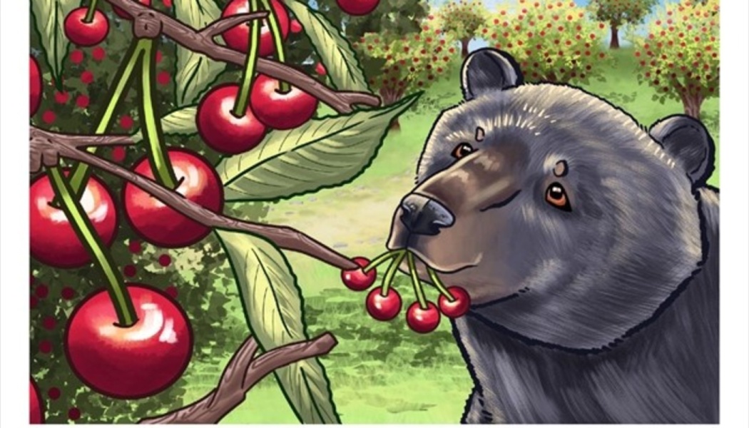 Illustration of a black bear eating ripe red cherries directly from a tree branch in an orchard.