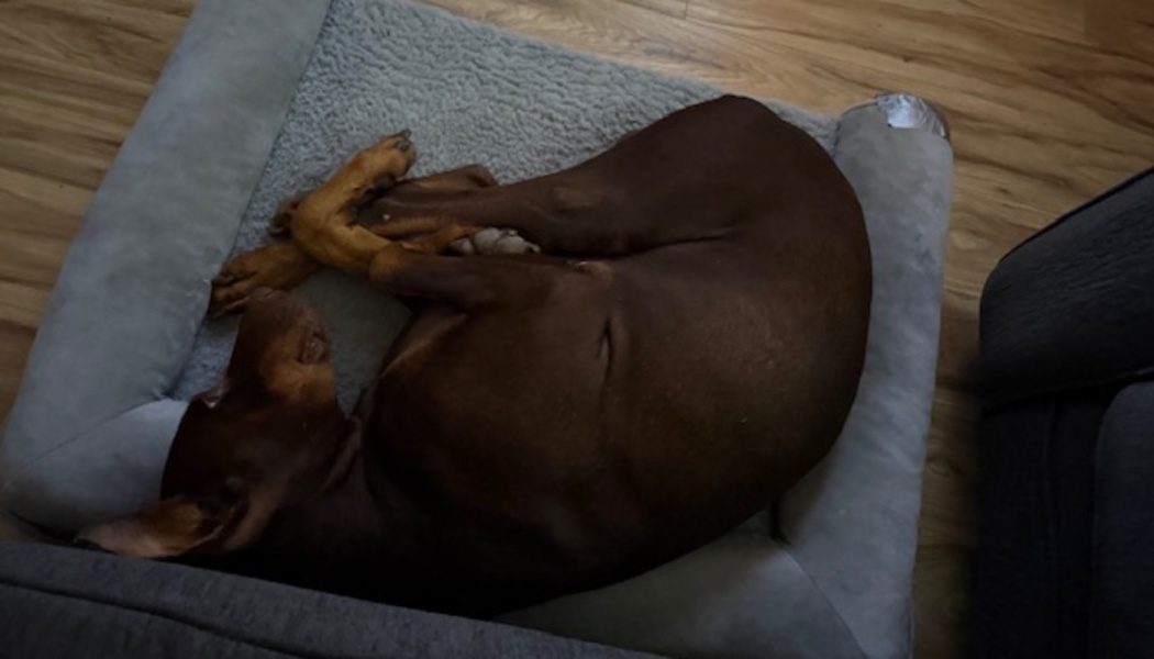 A brown Doberman Pinscher curled up asleep in a soft grey pet bed on a wooden floor.