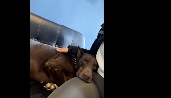 A brown Doberman resting its head peacefully on a person's lap while being gently petted on a couch.