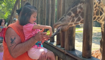 A smiling young girl held by a man feeds lettuce to a giraffe reaching its long tongue over a wooden fence.