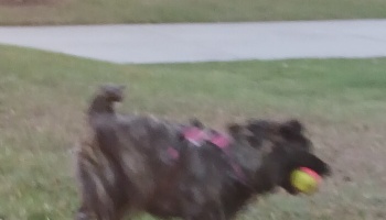 A fluffy dark dog wearing a pink harness runs across a lawn holding a tennis ball in its mouth.