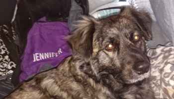 A fluffy brindle dog with bright amber eyes rests comfortably among blankets.