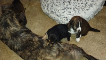 A brindle mother dog lying on carpet with two tiny puppies snuggled beside her.