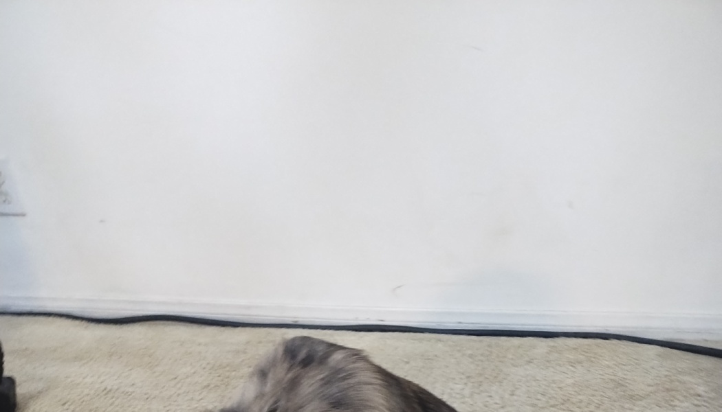 The top of a fluffy grey cat's head peeking up from the carpet against a plain white wall.