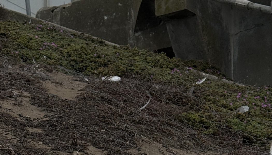 Wire mesh netting on a sloped bank with green vegetation, small purple flowers, and scattered bird feathers.