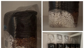 Mushroom grow bags with white mycelium colonizing grain and substrate, shown in close-up and lined up on a shelf.