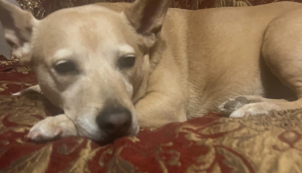 A light-tan short-haired dog lying down with its head resting on a red and gold patterned blanket.