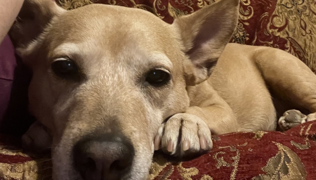 A gentle tan dog resting its head on its paw while lying on a red patterned couch.