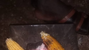 Ears of corn roasting over glowing charcoal embers in a small metal stove.