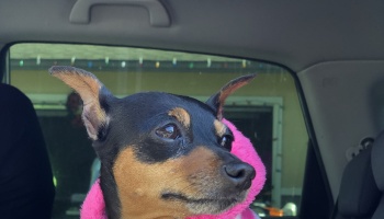 A small black and tan dog wearing a bright pink fuzzy jacket inside a car.