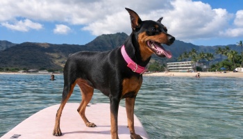 Small black and tan dog wearing a pink collar stands on a paddleboard in clear ocean water with mountains behind.