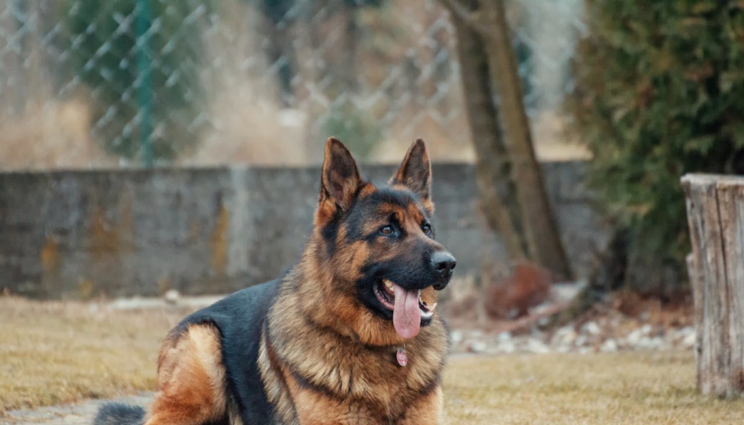 A German Shepherd dog lies on a grassy lawn with its tongue sticking out happily.
