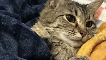 A brown tabby cat with large eyes lies nestled cozily in soft plush blankets.