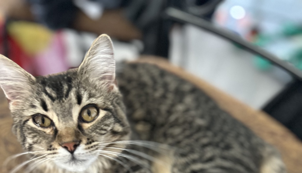 A fluffy grey and brown tabby cat with large amber eyes looking directly at the camera.