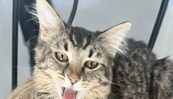 A fluffy brown tabby cat with wide eyes looking at the camera with its mouth open and tongue sticking out.