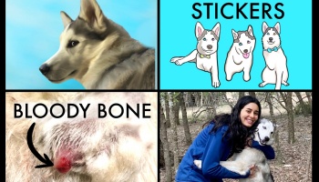 Four panels showing a husky, husky stickers, an injured leg labeled Bloody Bone, and a smiling woman hugging her husky.