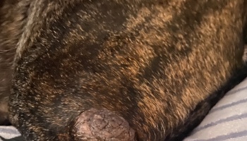Close-up of a raised, dark skin growth on a dog's brindle coat.