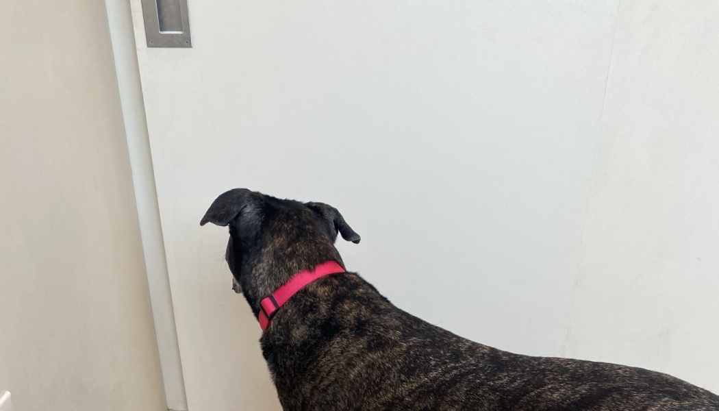A brindle dog with a bright pink collar standing in front of a closed white door.