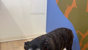 A brindle dog standing indoors near a colorful painted wall mural.