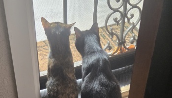 Back view of a tortoiseshell cat and a black cat sitting together and looking out a screen door.