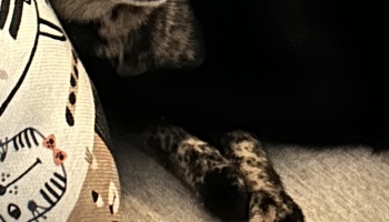 A dark merle dog with spotted paws sleeping on a soft couch next to a cat-patterned pillow.