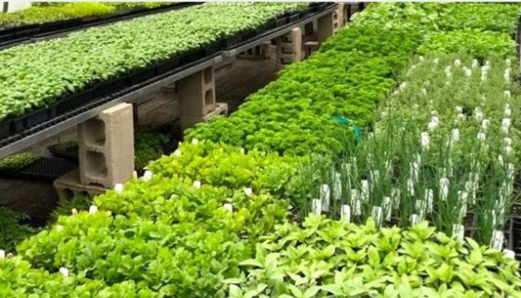 Rows of vibrant green seedlings and herbs growing in trays on tables inside a greenhouse.