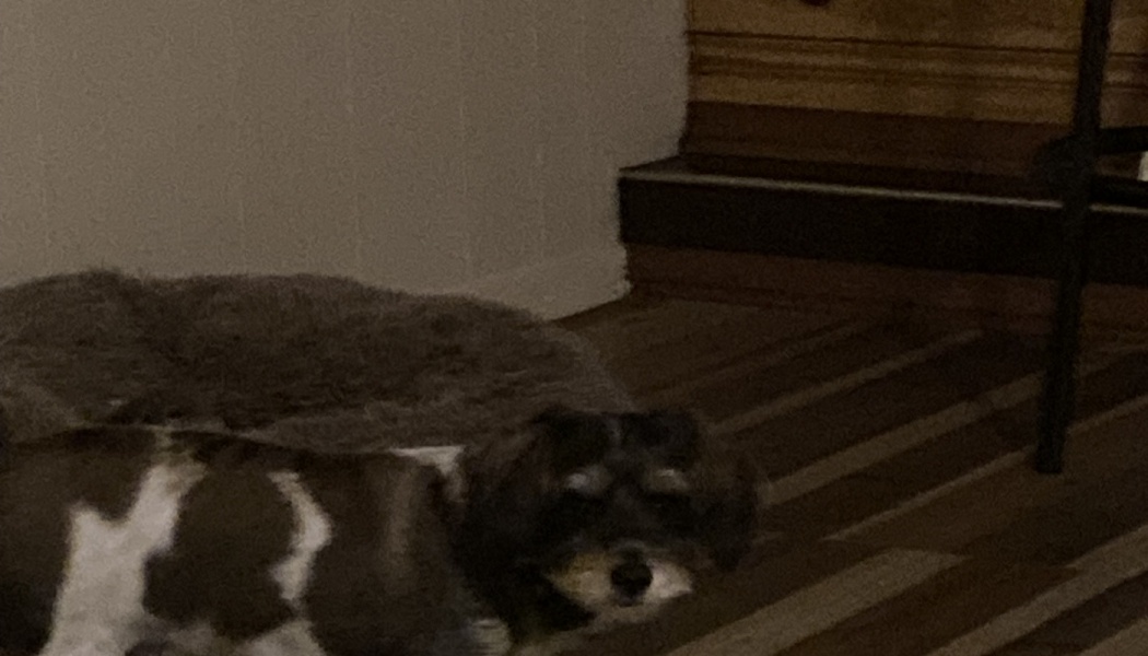Small brown and white dog resting on the floor next to a fluffy grey pet bed.