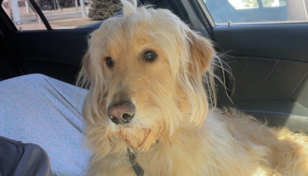 Buddy’s Golden Eyes
