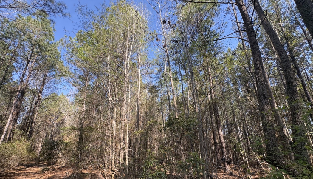 Tall pine trees and fresh spring foliage stretching up toward a bright, clear blue sky.
