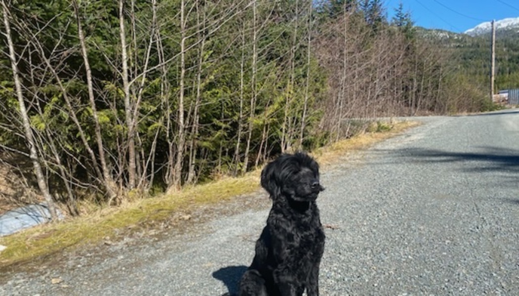 A fluffy black dog sits attentively on a gravel road beside a forest on a sunny day.