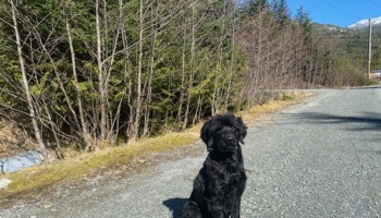 A fluffy black dog sits obediently on a gravel road beside a forest.