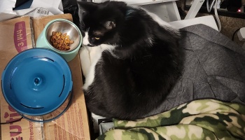 A black and white cat curled up next to a bowl of dry cat food and a blue pet water fountain.