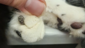 Close-up of a human finger lifting a cat's white paw to expose a dry, crusty dark lesion on the paw pad.