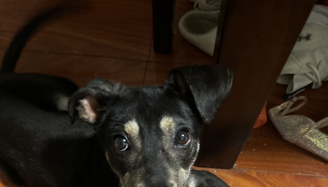 A small black and tan puppy with floppy ears looking up with wide, expressive eyes.