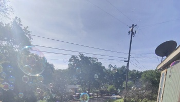 Dozens of iridescent soap bubbles floating in the air on a sunny day with trees and power lines in the background.