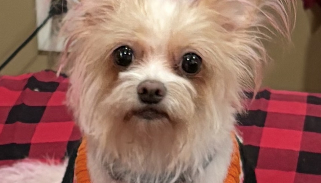 A small, scruffy tan and white dog with big dark eyes wearing an orange sweater on a red and black plaid blanket.