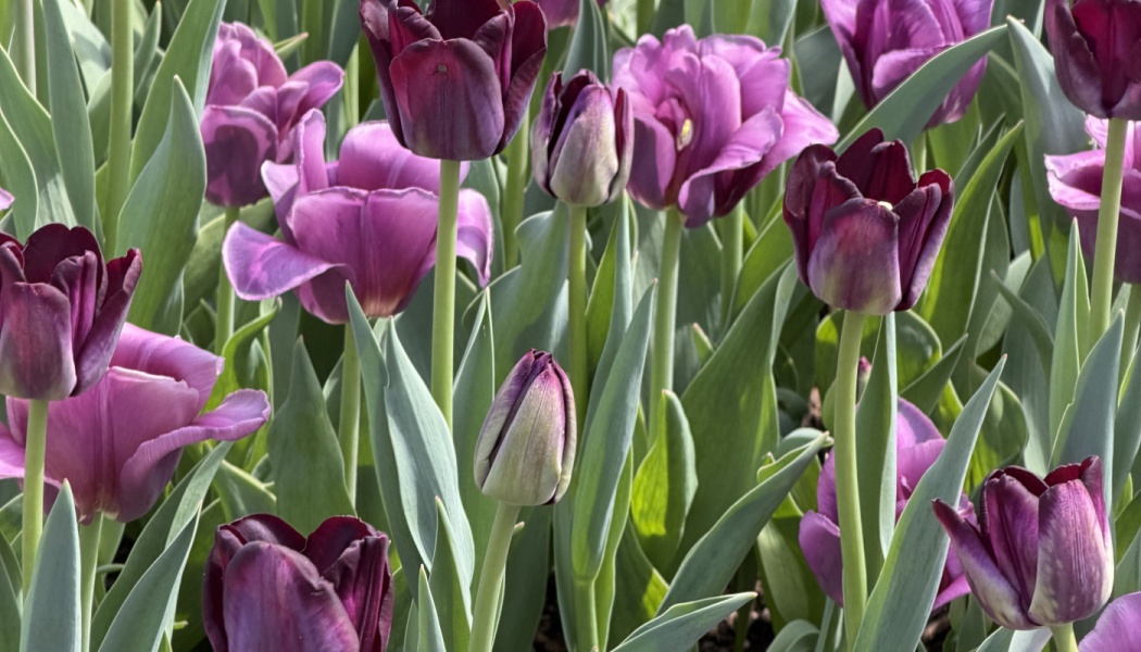 A cluster of blooming dark purple and lavender tulips with lush green leaves.