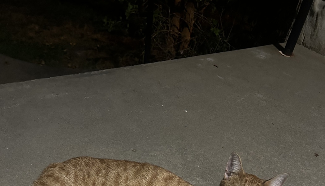 An orange tabby cat resting on a concrete porch at night.