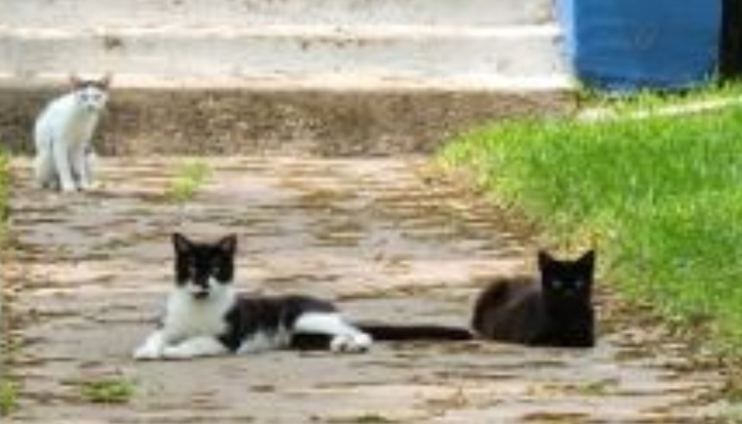 TNR for Waco cats
