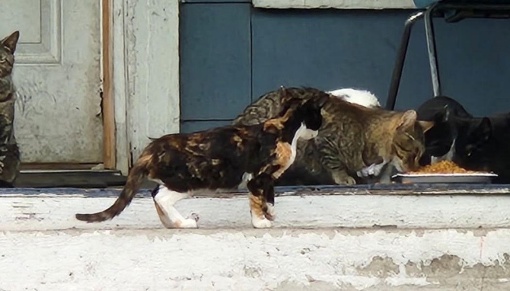 A calico cat approaches a group of stray cats eating food from a tray on a porch step.