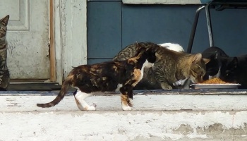 A calico cat approaches a group of stray cats eating food from a tray on a porch step.