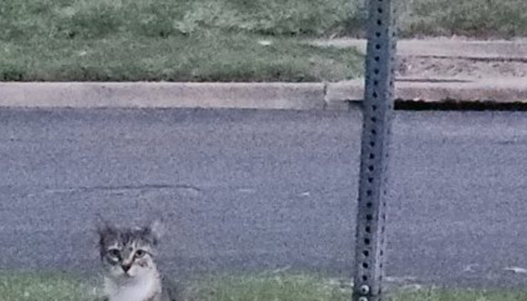 A small grey tabby cat sitting near a street signpost, looking directly at the camera.